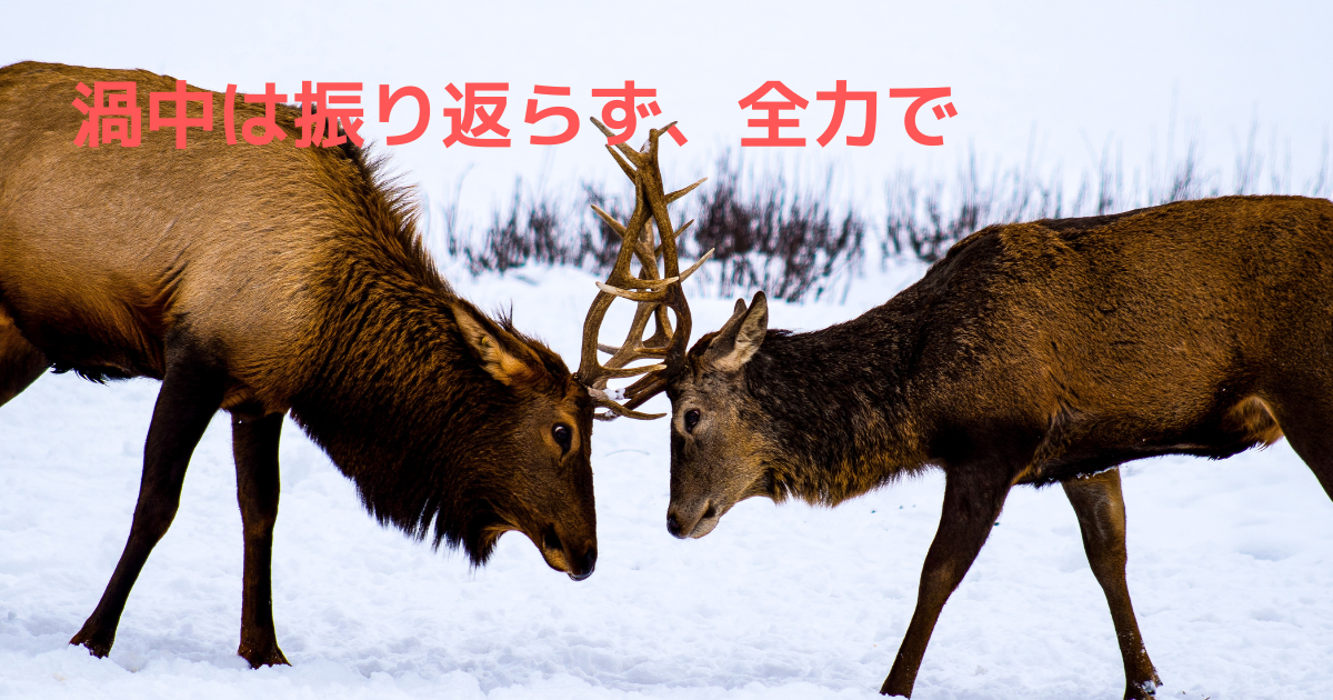 トナカイの闘い
