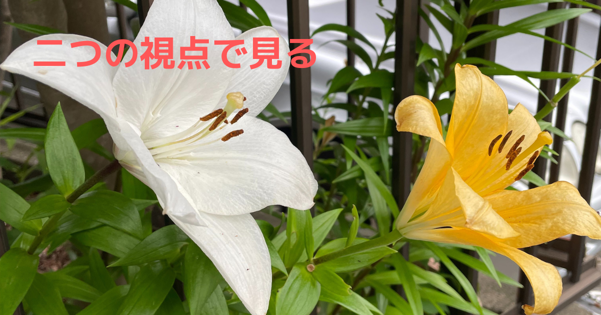 two-lilies