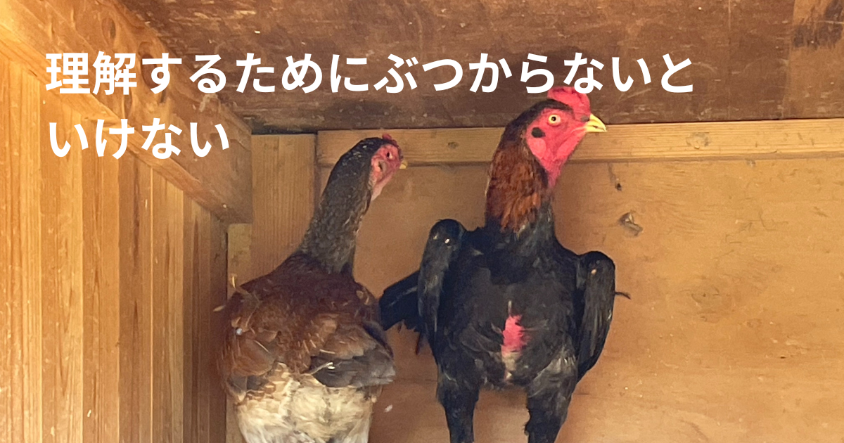鶏のカップル