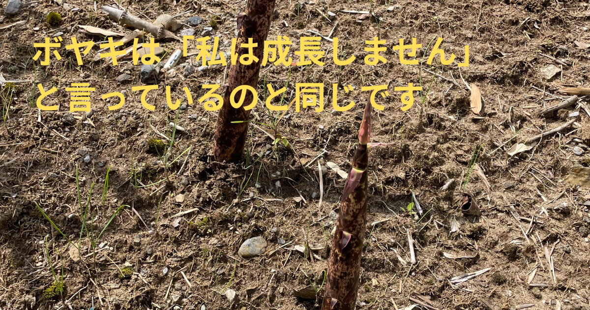 タケノコ