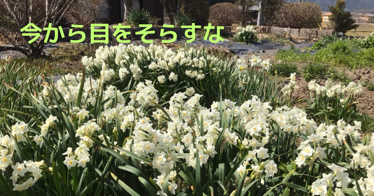 daffodils