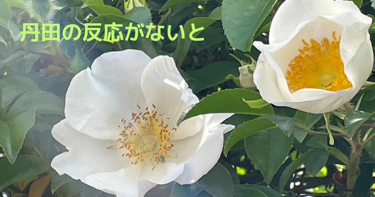 白い花