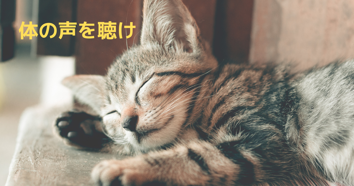 猫の睡眠