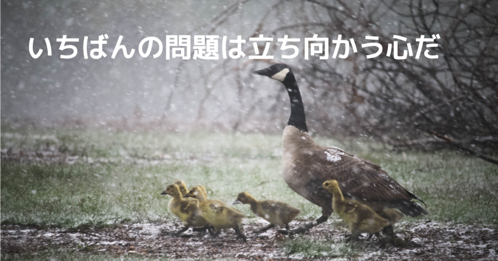 カモの家族
