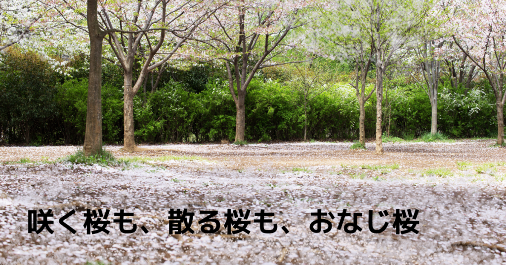 桜